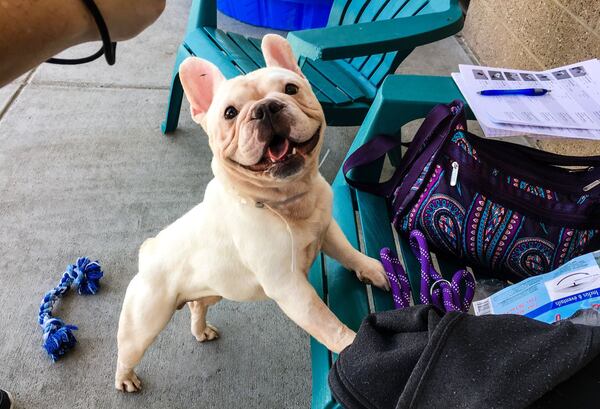 One of the French bulldogs rescued from a ‘hoarding situation’ and up for adoption on Sat., Aug. 26, is pictured here.