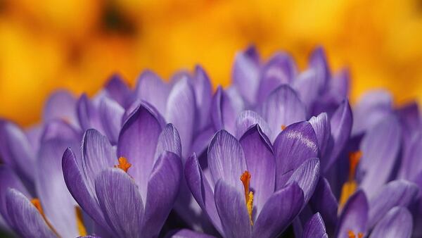 LONDON, ENGLAND -Crocuses bloom in Hyde Park as the first signs of Spring begin to show across the United Kingdom on February 24, 2014 in London, England. 