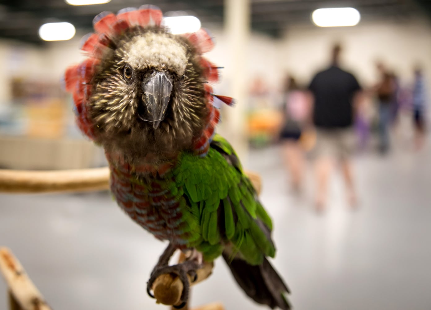 Southeast Exotic Bird Fair