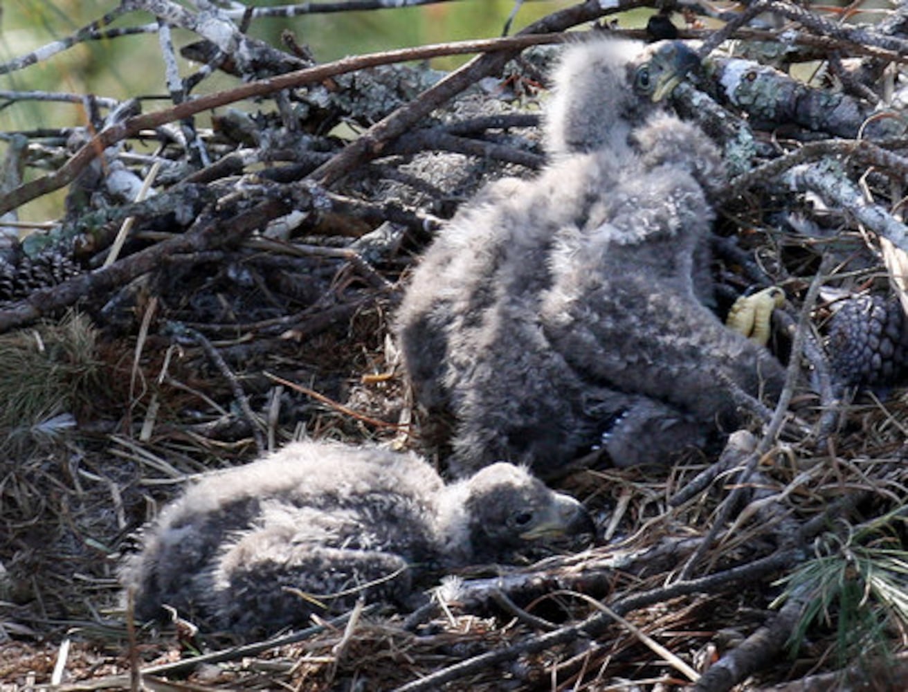 Count shows more bald eagles in Georgia