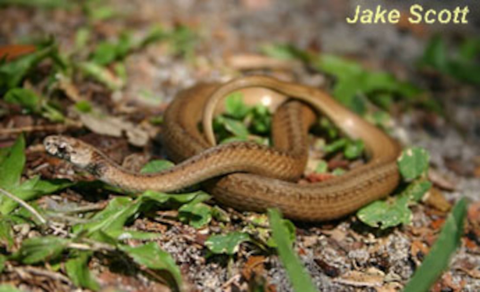 Georgia non-venomous snakes