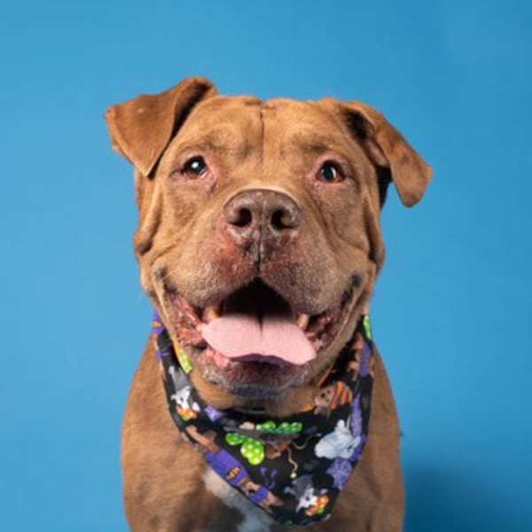 Black Star is on the at-risk list for Fulton County Animal shelter, meaning if he is not adopted by 8 p.m. on Monday Dec. 30, he will likely be euthanized.