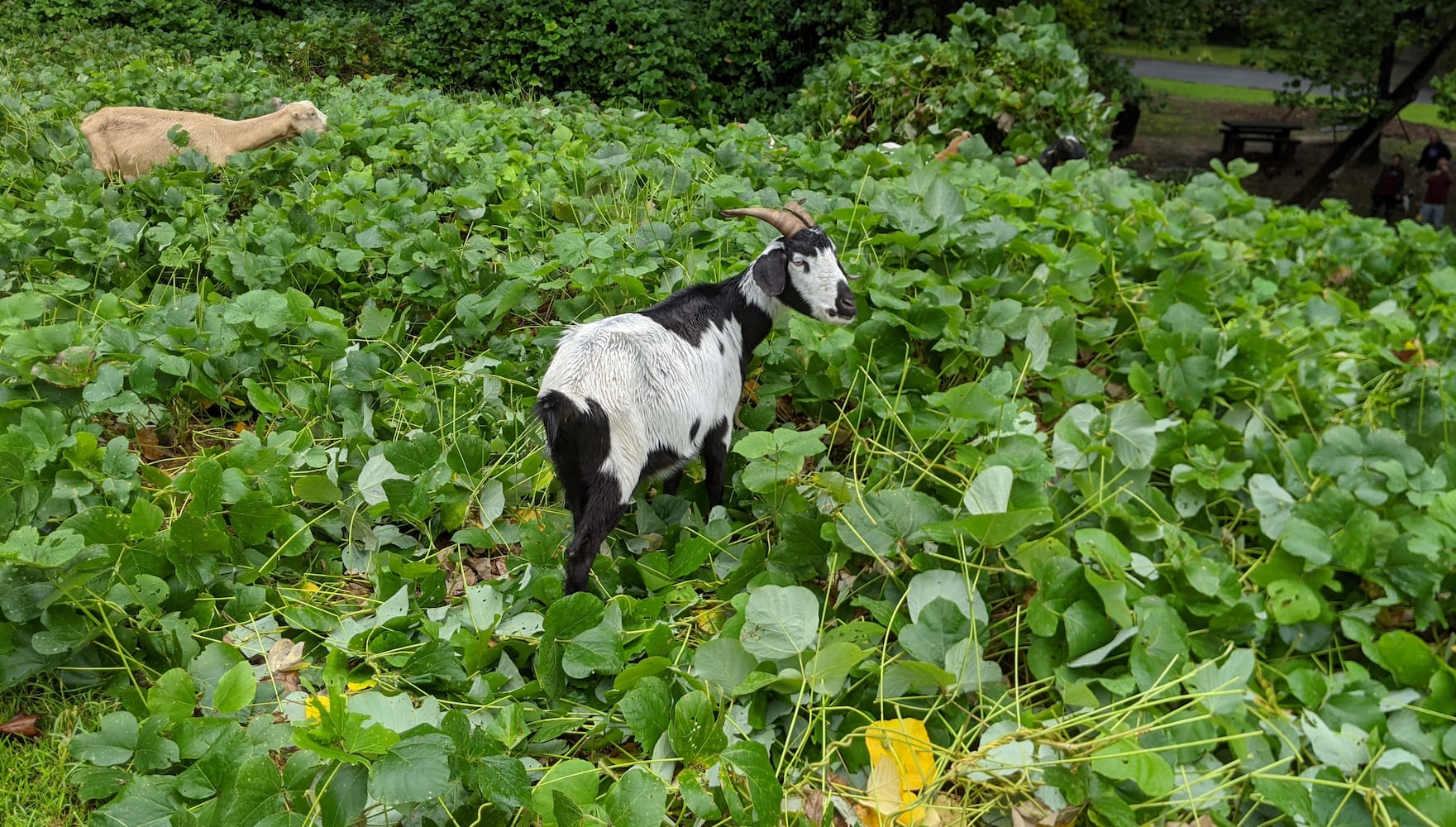 Deja News: For a half-century, kudzu was Georgia's 'miracle vine'