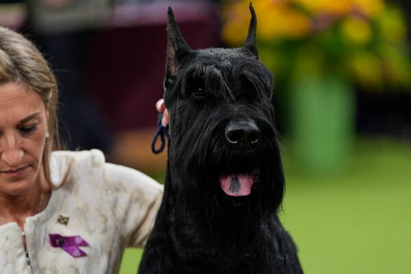 Katie Bernardin and Monty, a Giant Schnauzer, celebrate after winning best in show in the 149th Westminster Kennel Club Dog show, Tuesday, Feb. 11, 2025, in New York. (AP Photo/Julia Demaree Nikhinson)