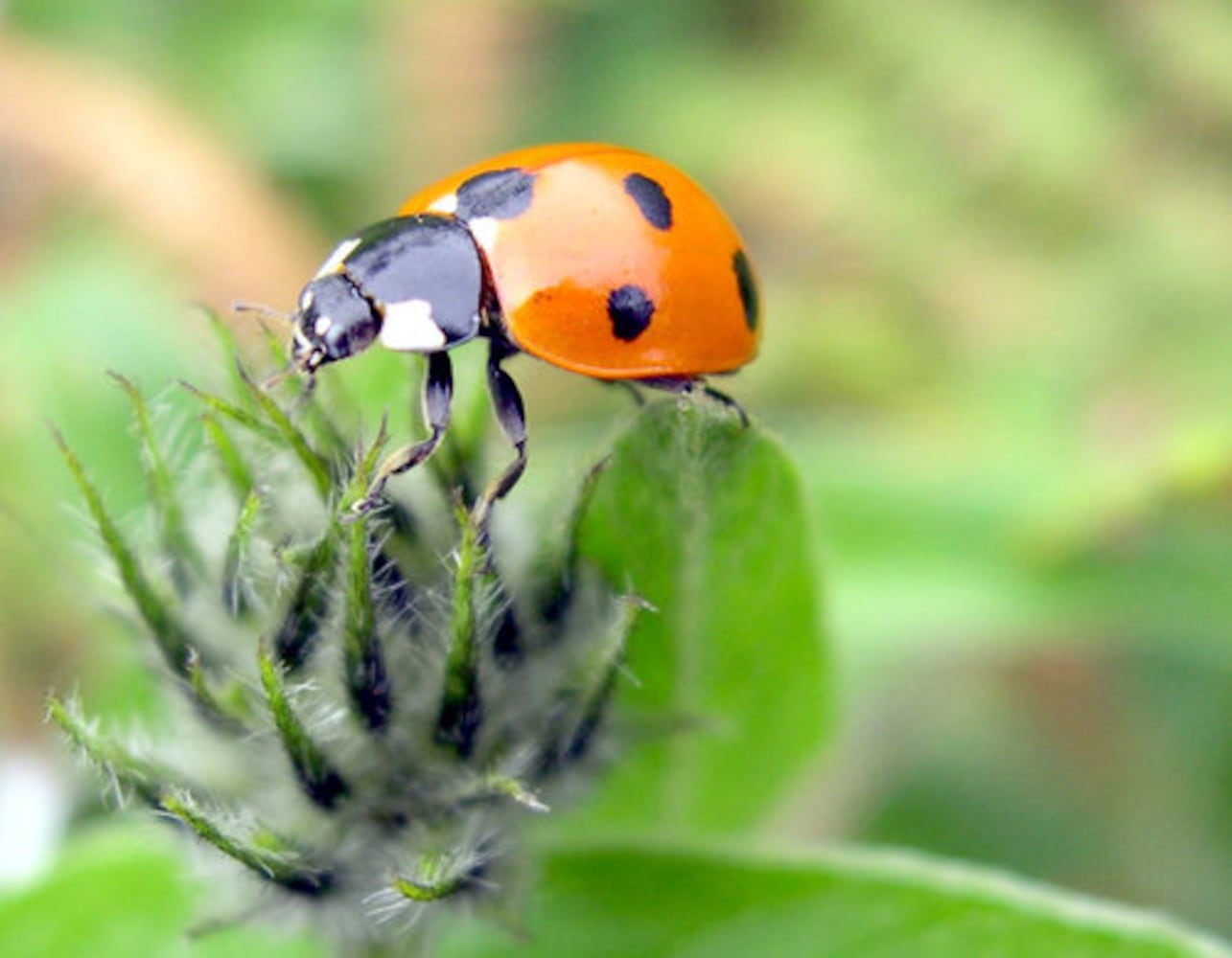 Garden pests and beneficial bugs