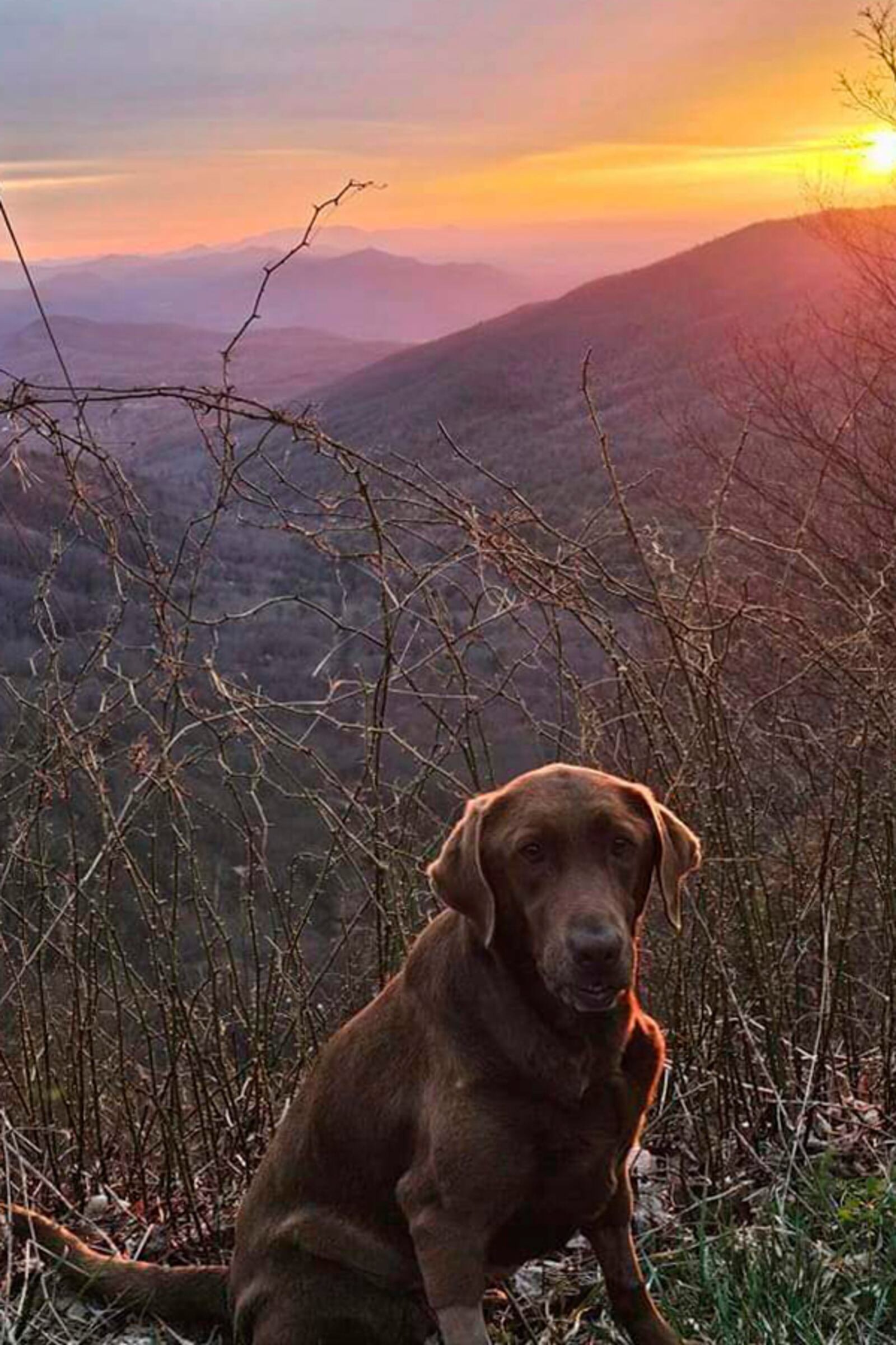 This undated photo shows a chocolate lab Moss, that belongs to Boone McCrary of Greeneville, Tenn., who died after his boat capsized while he was trying to rescue a man trapped on his roof during Hurricane Helen. (Laura Harville via AP)