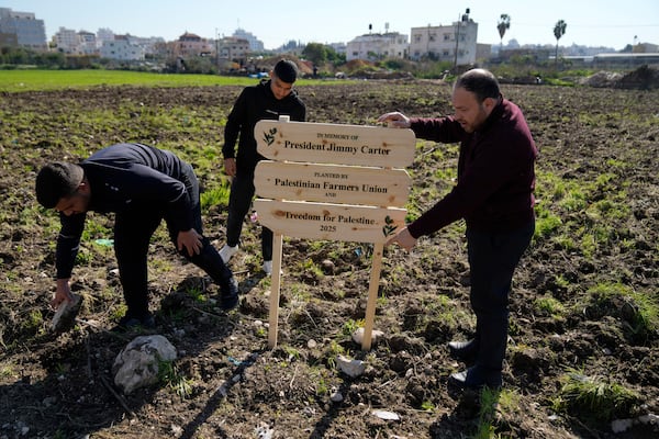 Palestinian farmers fix a sign in the ground ahead of the replant of a 10 dunam, 2.5 acres, of land with 250 olive trees, part of the joint Freedom Farm project of the Palestinian Farmers Union and the Treedom for Palestine 2025 in memory of President Jimmy Carter, in the West Bank city of Tulkarem Monday, Jan. 13, 2025. (AP Photo/Nasser Nasser)