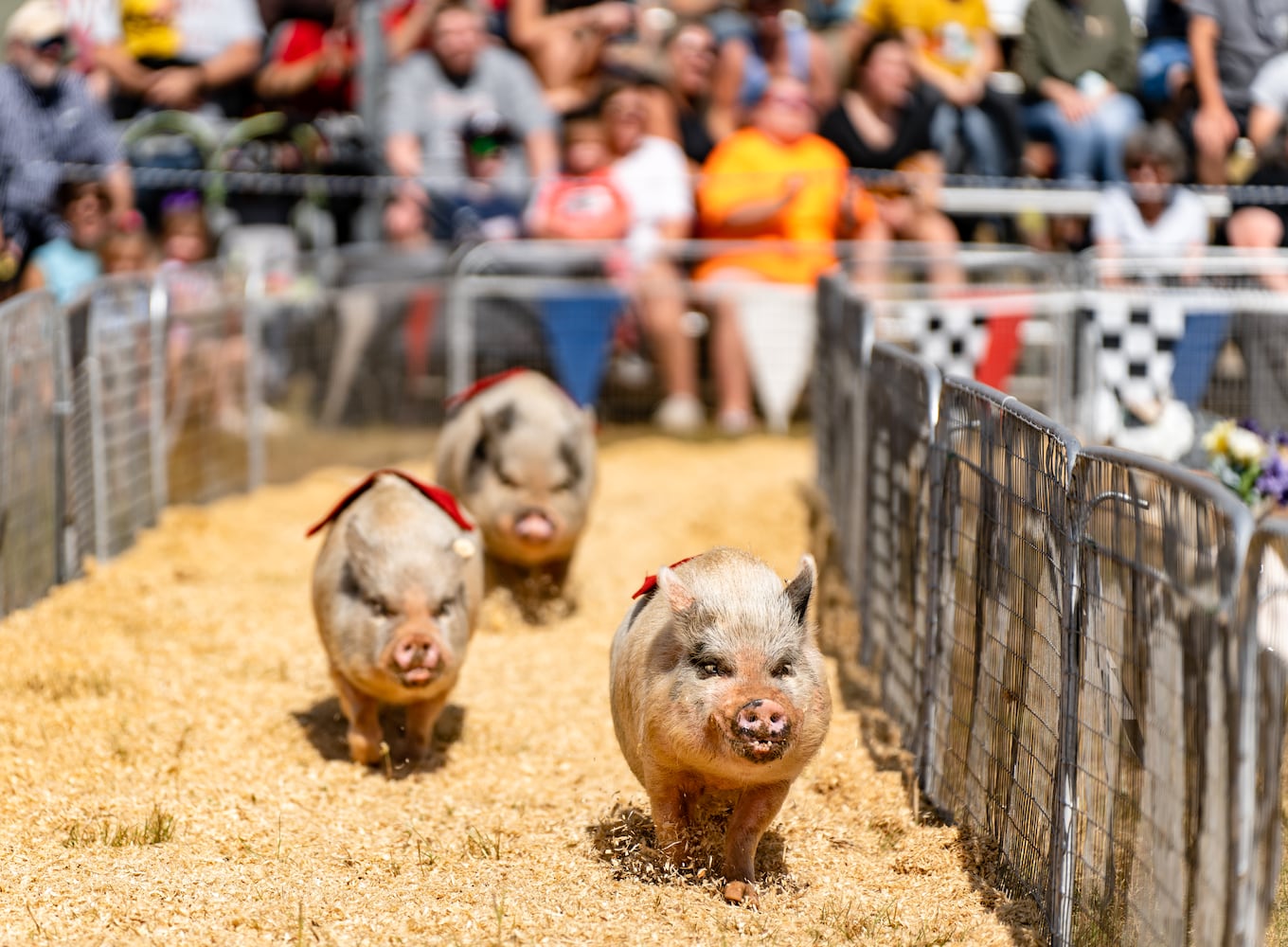 UGA Georgia Fair