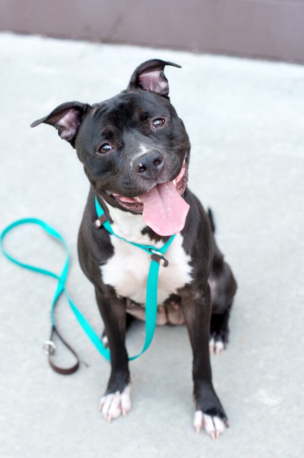 Zola awaits her forever family at DeKalb County Animal Services.