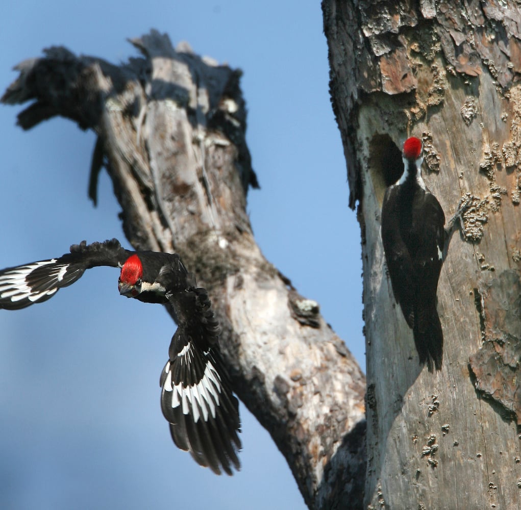 Coastal birds of Georgia