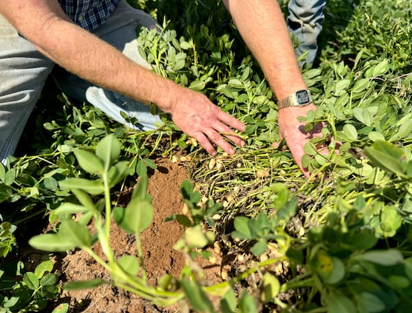 Peanut farmer Riley Davis pulls back a row of mature peanuts in his field along the Webster County border in South Georgia. (Joe Kovac Jr./AJC)