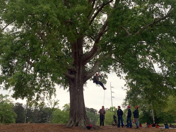 The "Sueno" Willow Oak