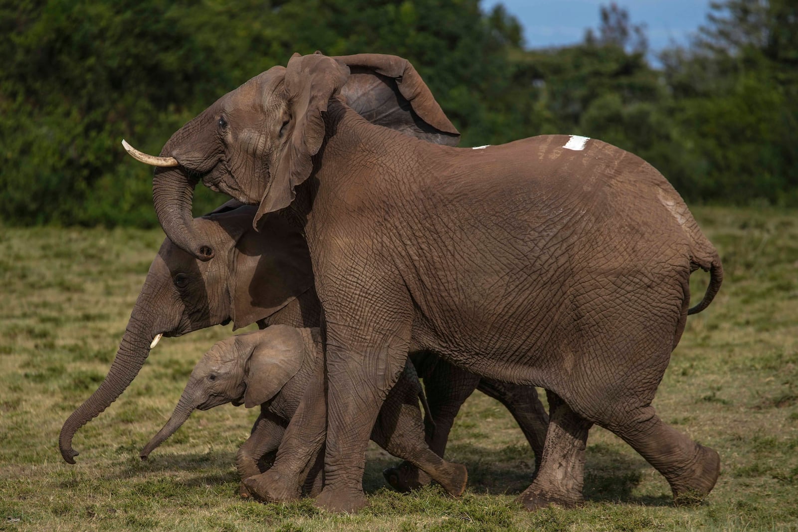 Kenya Wildlife Service rangers and capture team release five elephants at Aberdare National Park, located in central Kenya Monday, Oct. 14, 2024. (AP Photo/Brian Inganga)