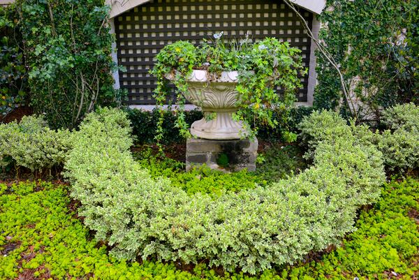 Fig vine-covered walls, with New Dawn roses planted in front, anchor a section in the garden. Often in the planter, Jill Helmer uses dusty miller, grasses and ivy.