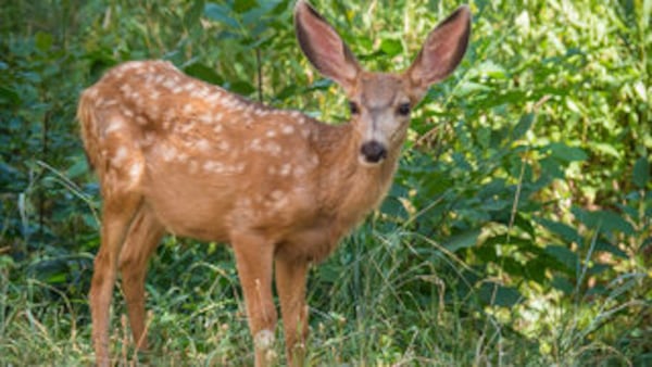 Stock photo of a fawn.