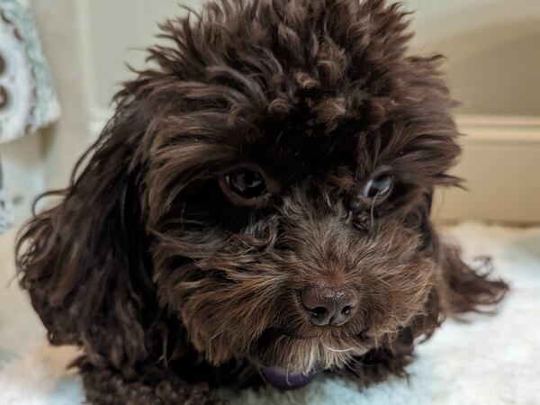 ViVi Carr is a mini Cavapoo who calls Democratic operative Kip Carr her person. (Courtesy photo)