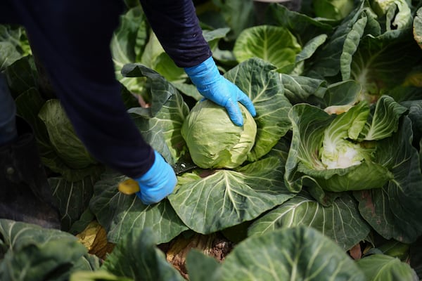 Workers harvest cabbage Wednesday, March 5, 2025, on a field less than ten miles from the border with Mexico, in Holtville, Calif. (AP Photo/Gregory Bull)