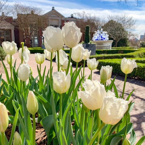 The Atlanta Botanical Garden’s Atlanta Blooms! exhibit runs from now until April 30.