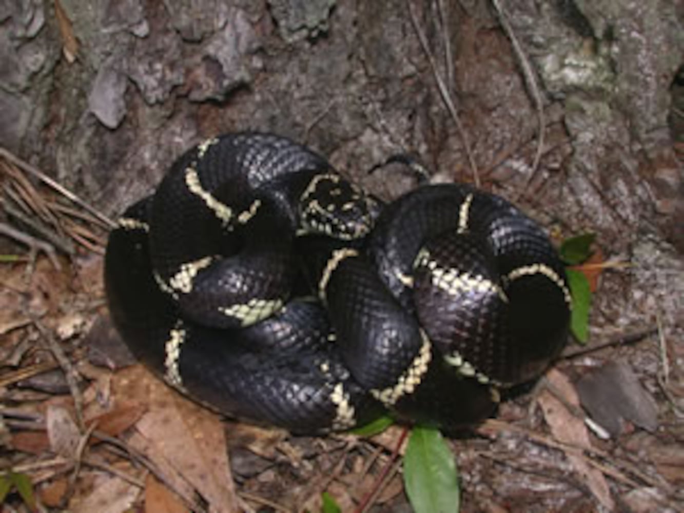 Georgia non-venomous snakes