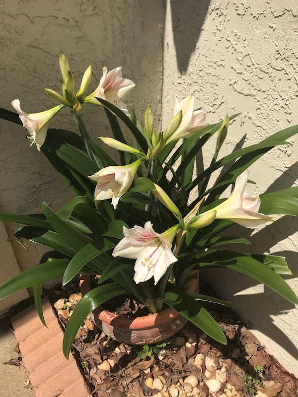 Barbara Saunders' amaryllis flowers, grown from bulbs imported from Belgium and given to her by her mother as a Mother’s Day gift. (Courtesy of Barbara Saunders)