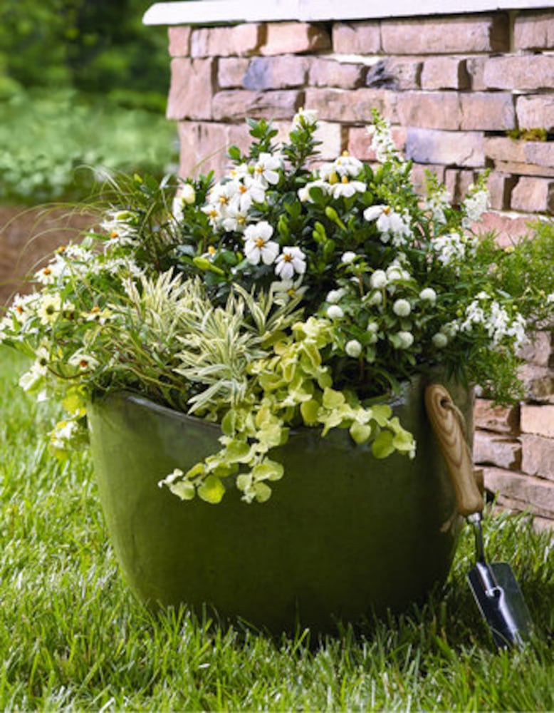 Gardenias add grace to Southern gardens