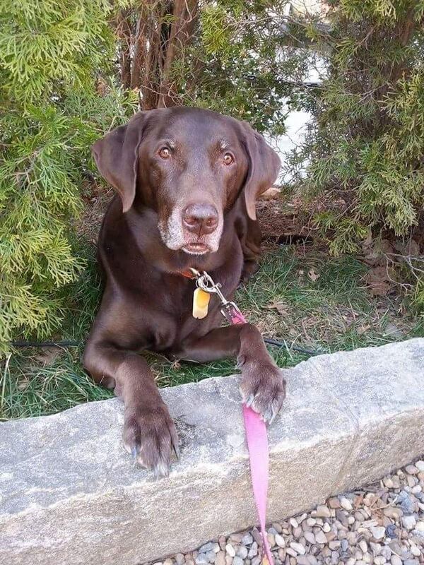 Chris Olinger joined forces with his chocolate lab, Gwen, during a rescue mission at a hoarder's house in Ohio. Photo: Chris Olinger