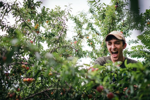 Kevin Mink picks plums during an outing with Concrete Jungle. The volunteer organization gathers fruit that would otherwise go to waste from trees all around Atlanta, and supplies it to homeless shelters. CONTRIBUTED BY DESSA LOHREY