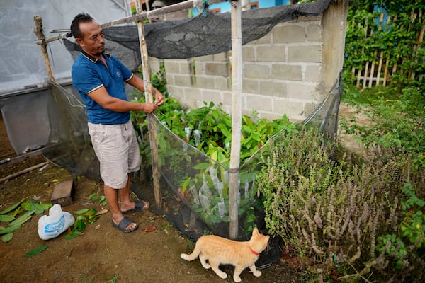 Cocoa farmer Sarwono tends to a small nursery outside his house in Tanjung Rejo, Lampung province, Indonesia, Tuesday, Feb. 18, 2025. (AP Photo/Dita Alangkara)