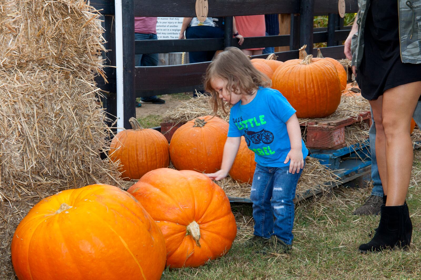 Some pumpkins are too big for most people to pick up at Buford Corn Maze. Photo: Courtesy of Morton, Vardeman & Carlson