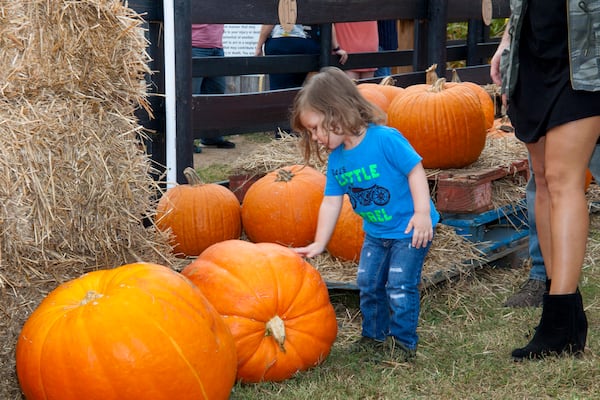 Some pumpkins are too big for most people to pick up at Buford Corn Maze. Photo: Courtesy of Morton, Vardeman & Carlson