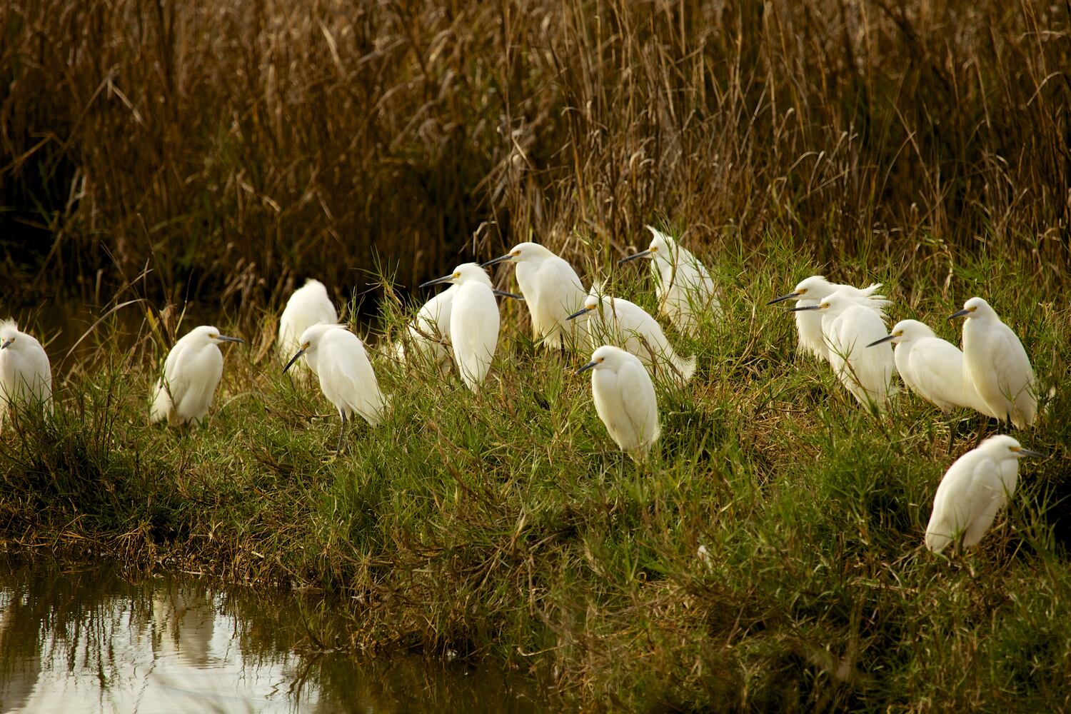 Little St. Simons Island by Britt Brown