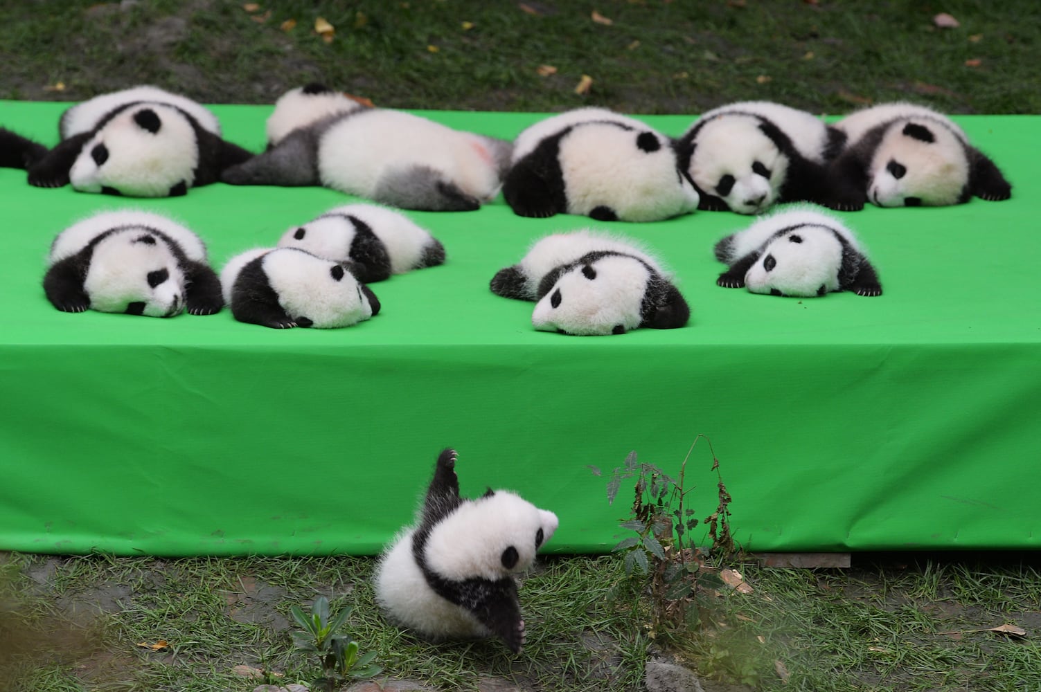 Panda cubs make public debut