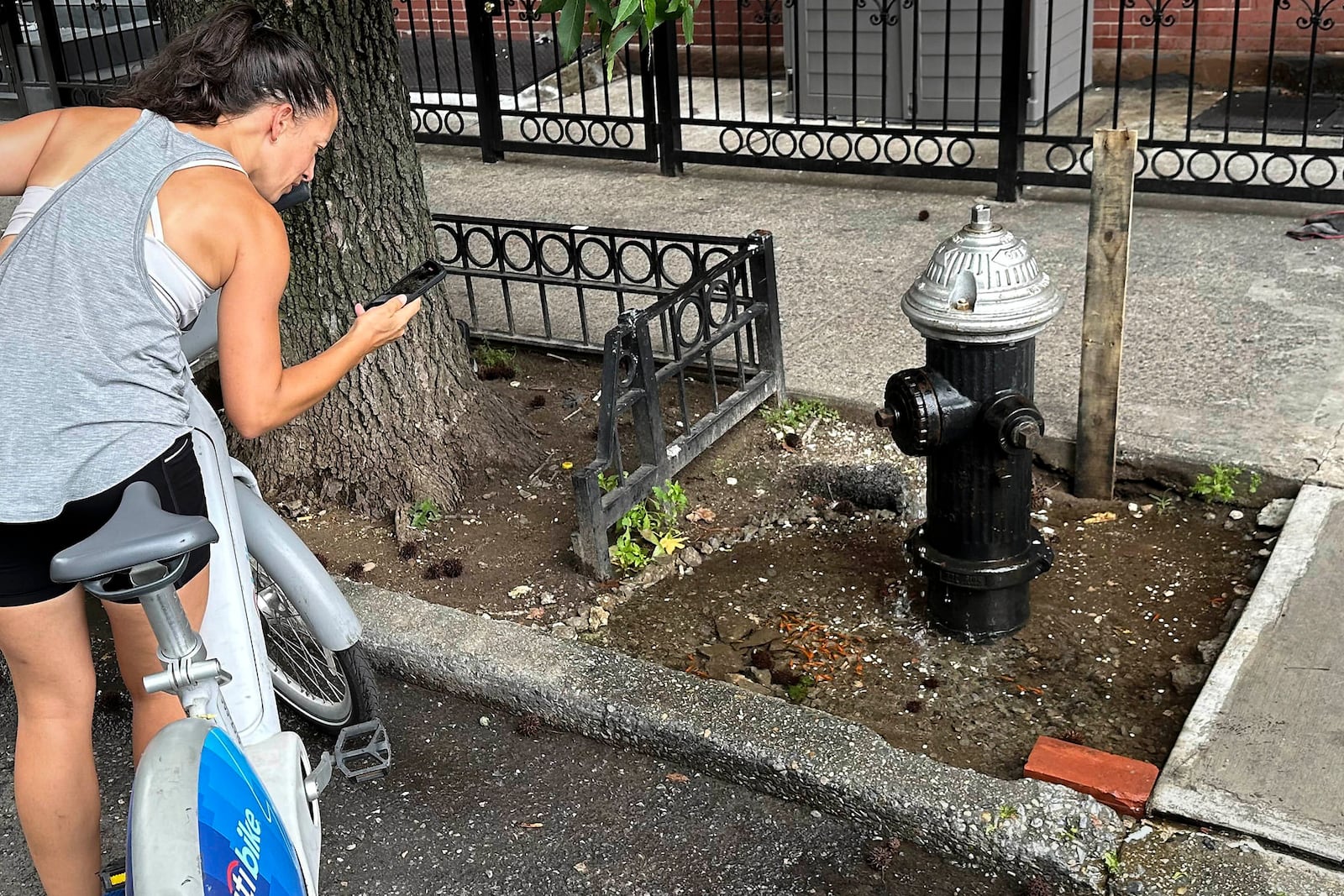 FILE - Georgia Ramirez Wright stops to take a photo of goldfish swimming in a tree bed filled with water pooling from a leaking fire hydrant, Aug. 9, 2024, in the Brooklyn borough of New York. (AP Photo/David R. Martin, File)