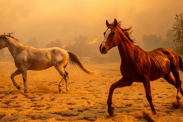 Horses gallop in an enclosure at Swanhill Farms as the Mountain Fire burns in Moorpark, Calif., on Thursday, Nov. 7, 2024. (AP Photo/Noah Berger)