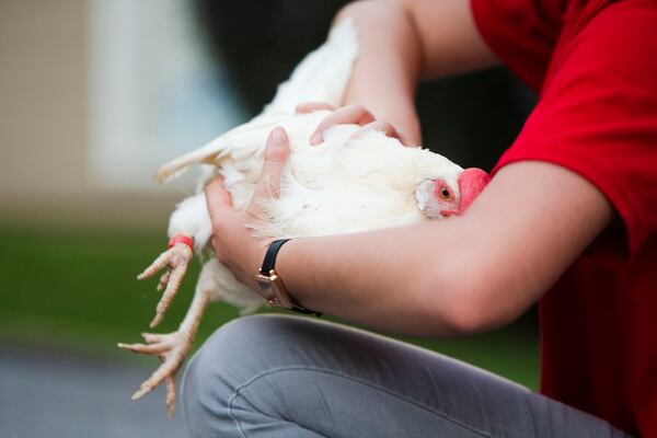 Cobb County 4-H member Phebe Burroughs-Thebault demonstrates how to hold a chicken during a Young Farmers Club meeting. Stan Kirk, president of the Cobb County Farm Bureau, hosted the event for local youth, to educate them about agriculture. CHRISTINA MATACOTTA FOR THE ATLANTA JOURNAL-CONSTITUTION. 
