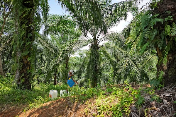 A farmer works at a a palm oil plantation in Tanjung Rejo, Lampung province, Indonesia, Wednesday, Feb. 19, 2025. (AP Photo/Dita Alangkara)