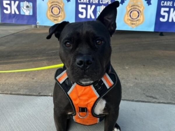 Izzie Riner, a six-year-old  Staffordshire -Lab mix,  lives in Lawrenceville, where she calls AJC subscriber Eric Riner her person. (Courtesy photo)