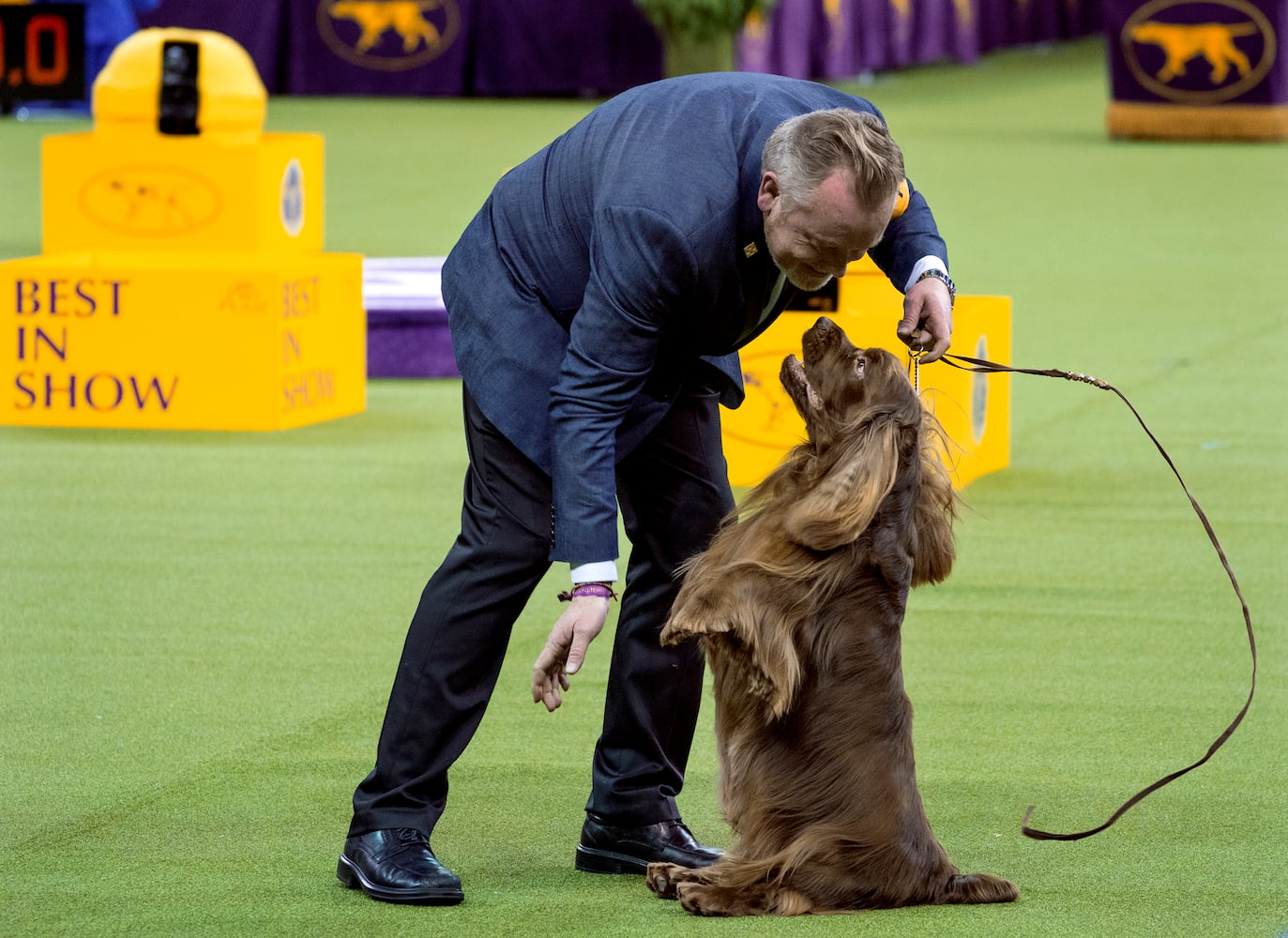 Photos: Westminster Dog Show 2018: Bichon frisé Flynn crowned best in show