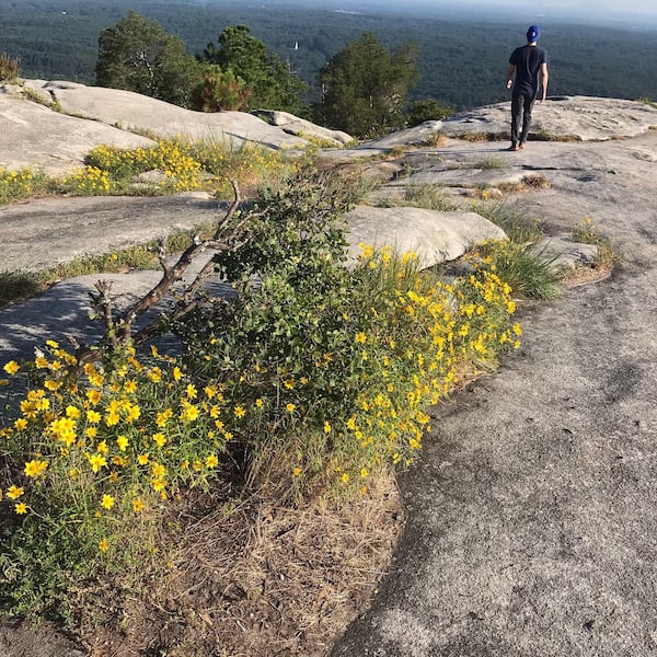 Yellow daisies blooming at the top of Stone Mountain in late August 2019.