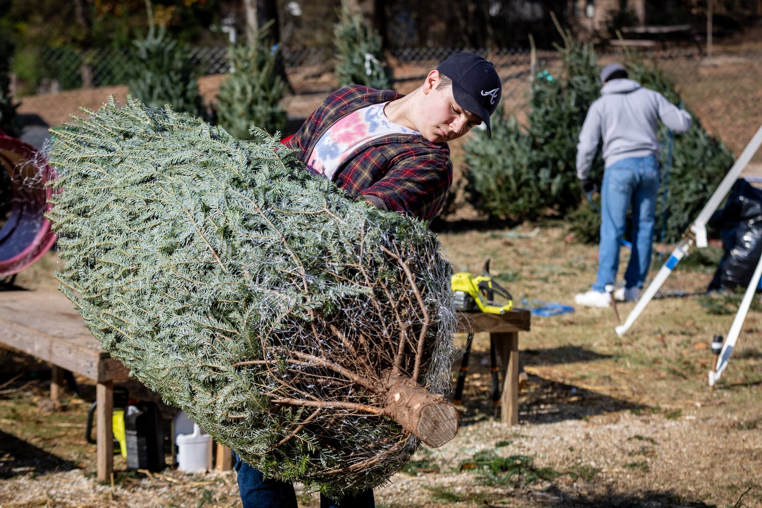 Christmas Tree Outlook