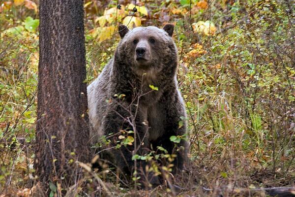 An undated photo provided by Montana Fish, WIldlife and Parks shows a grizzly bear in the northwestern part of the state. A bear fatally attacked a camper in western Montana on Tuesday, the latest in a handful of serious incidents between humans and bears in the state. 