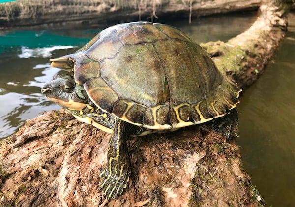 This undated photo provided by the Center for Biological Diversity shows a Pascagoula map turtle. The federal government says it will decide whether protection is needed for Pascagoula map turtles, found only in Mississippi, and Pearl River map turtles, found in Mississippi and Louisiana. (Grover Brown/Center for Biological Diversity via AP)