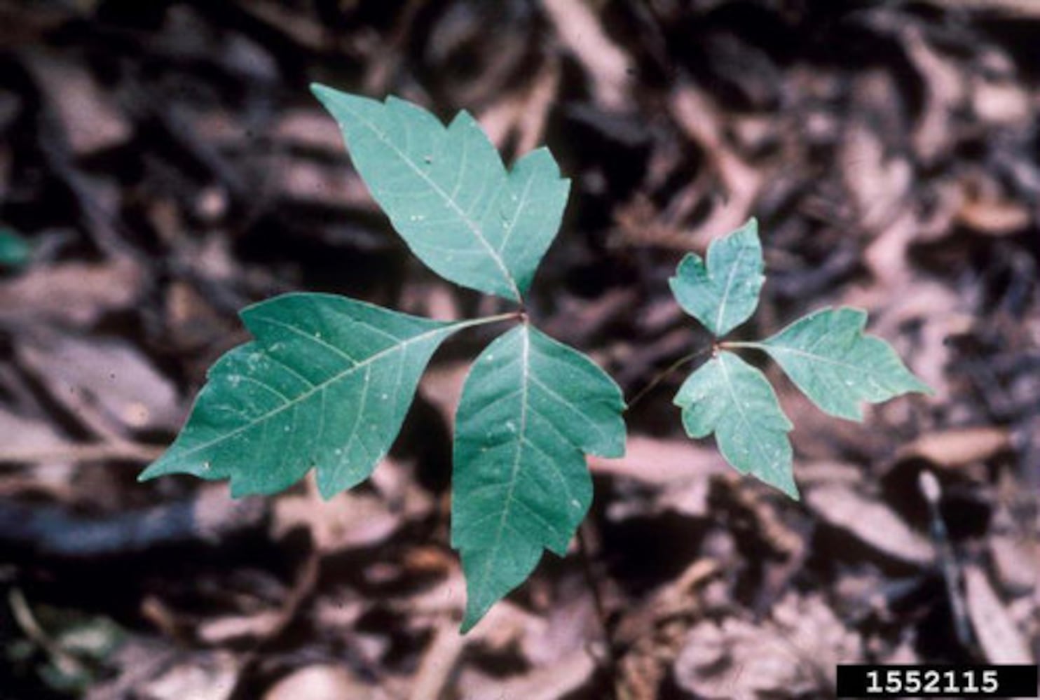 Georgia weeds: The worst offenders