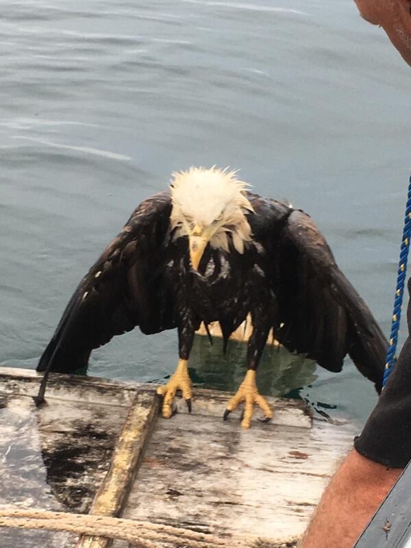 In this Thursday, July 27, 2017, photo provided by Michelle Ritzema shows an eagle on a makeshift raft created by the crew of a lobster boat that rescued the bird as it was struggling in the Atlantic Ocean near Schoodic Island, Maine. The bird was eventually hauled aboard and flew away after drying off. 