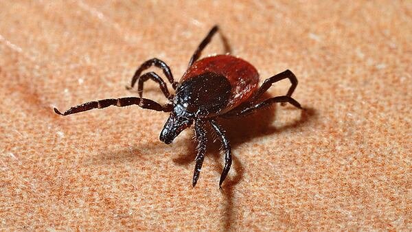 Photo of a Western Black-Legged Tick also known as a Deer Tick which can spread Lyme Disease. (File photo)