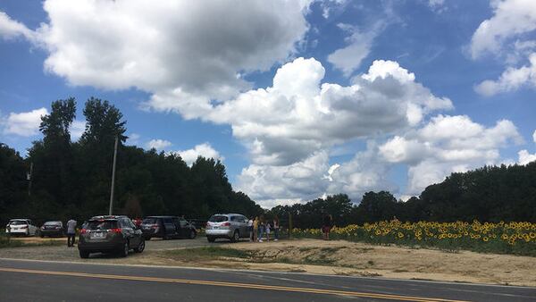 A field of sunflowers is attracting flower fanatics to take photos.