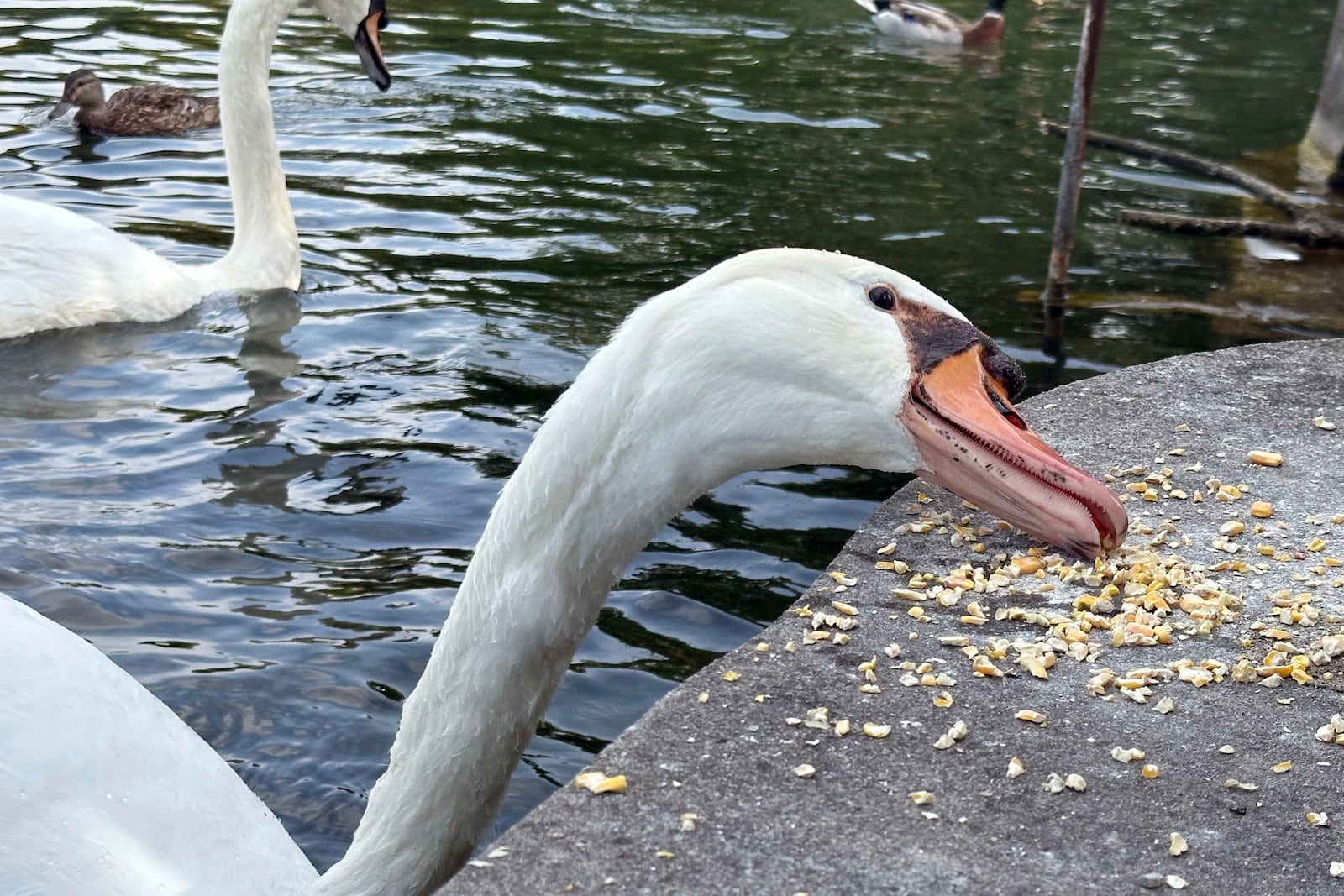 A mute swan snacks at Manlius Swan Pond, in Manlius, N.Y., Sept. 17, 2024 (AP Photo/Carolyn Thompson)