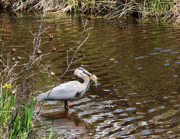 Mary Beth Thomas shared this photo of a blue heron eating a fish.