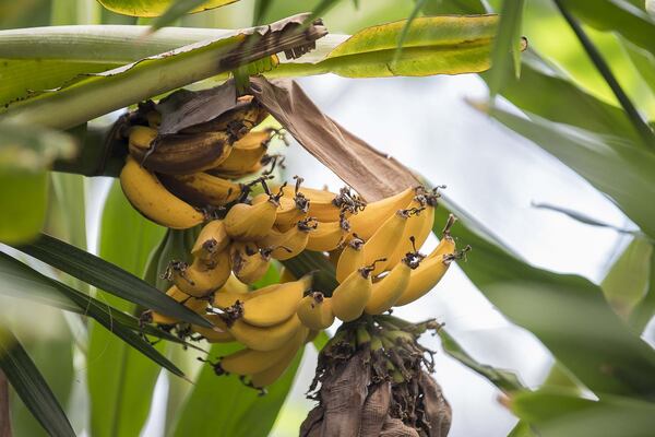 Bananas, as seen here, and ginger are growing inside the Emory WaterHub at the Emory University main campus. The water reclamation system is housed in a 3,200-square-foot glass structure, which features such a wide range of plants that visitors compare it to a botanical garden. ALYSSA POINTER / ALYSSA.POINTER@AJC.COM