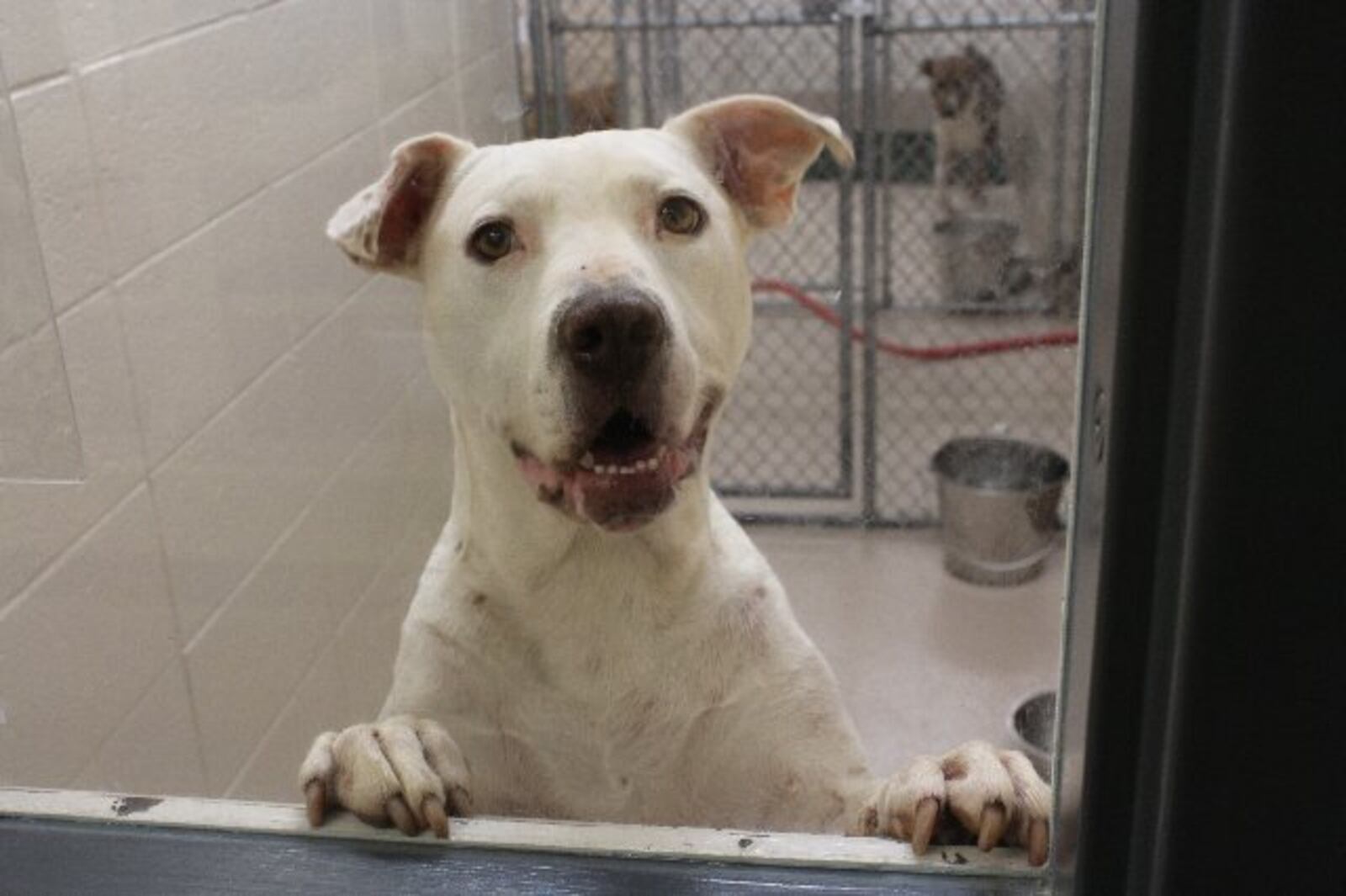 Photos courtesy of Gwinnett County animal shelter.